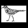 Postcards 4 " x 6 " Thumbnail