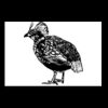 Postcards 4 " x 6 " Thumbnail