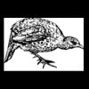 Postcards 4 " x 6 " Thumbnail