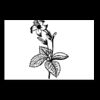 Postcards 4 " x 6 " Thumbnail