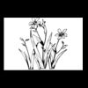 Postcards 4 " x 6 " Thumbnail