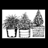 Postcards 4 " x 6 " Thumbnail